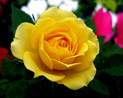 Yellow-Rose