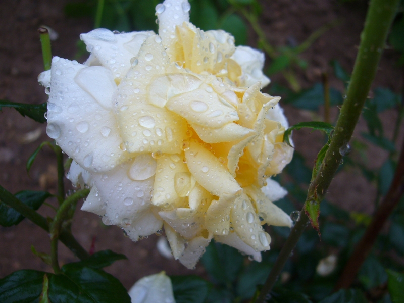 گل های بارانی