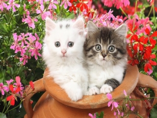 عکس گربه های ایرانی