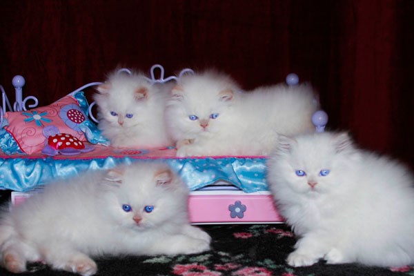 persian-cats-photos (13)