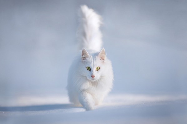 persian-cats-photos (14)