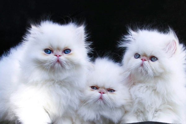 persian-cats-photos (4)
