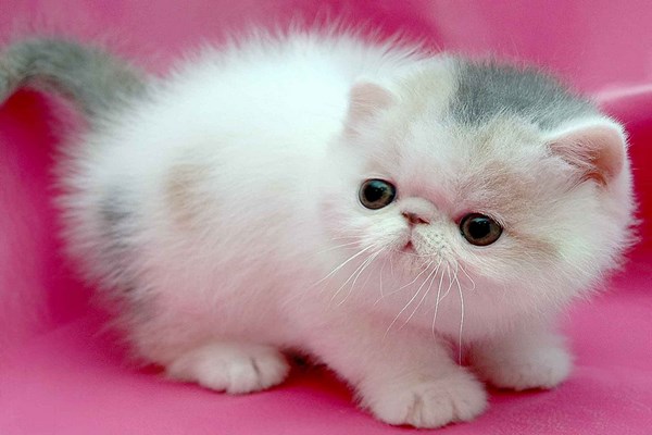persian-cats-photos (6)