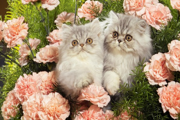 persian-cats-photos (9)