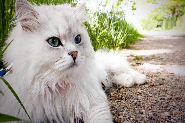 persian-cats-photos