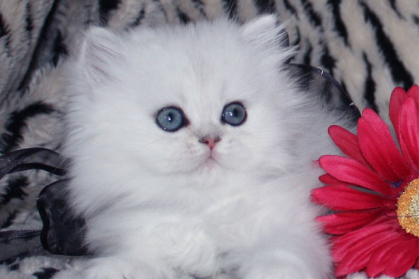persian-cats-photosa