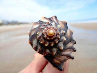 عکس از صدف های زیبای دریایی