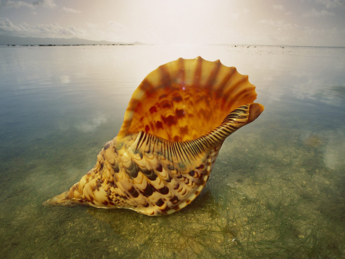 Beautiful-Nature-Landscape-an-Orange-Shell-in-the-Peaceful-Sea-Can-You-Hear-It-Sing-