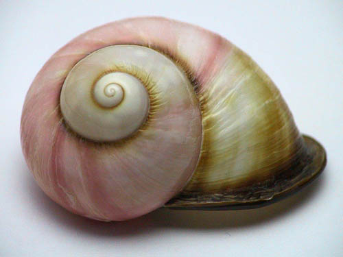 Beautiful-Snail-Shell