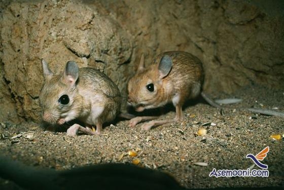 آشنایی با زندگی موش دوپا