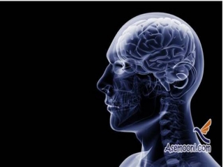 سلول های جدید مغزی شناسایی شدند