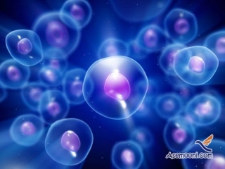 کشف رده جدیدی از سلول های بنیادی جنین انسانی در کشور