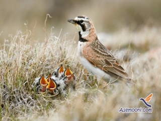 چکاوک ، پرنده ای خوش آواز