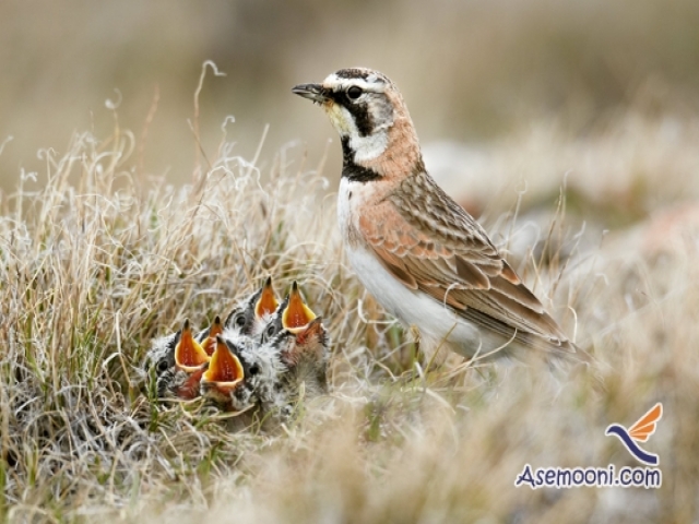 چکاوک ، پرنده ای خوش آواز