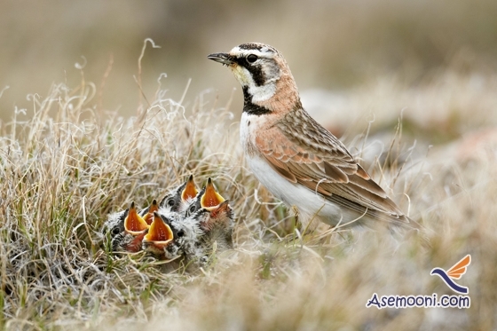 چکاوک ، پرنده ای خوش آواز