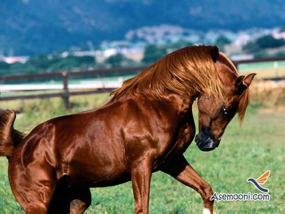 Horse photos(7)