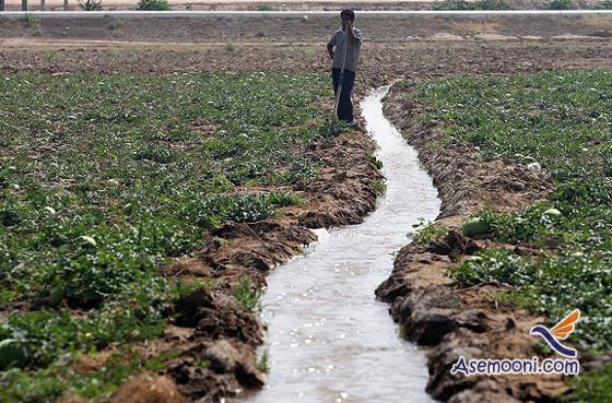Tehran marginal fields irrigated with wastewater engaged