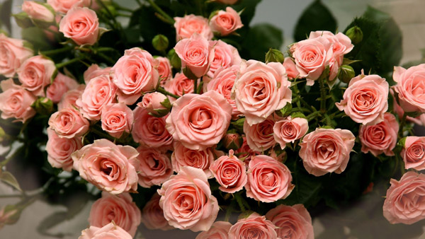 bunch-pink-roses