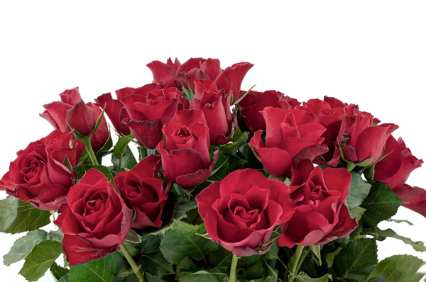 nature-landscapes_other_bunch-of-red-roses_12162
