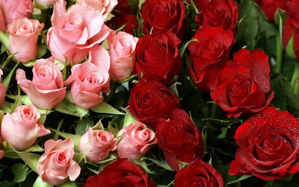 pink__red_roses_bouquet-wide