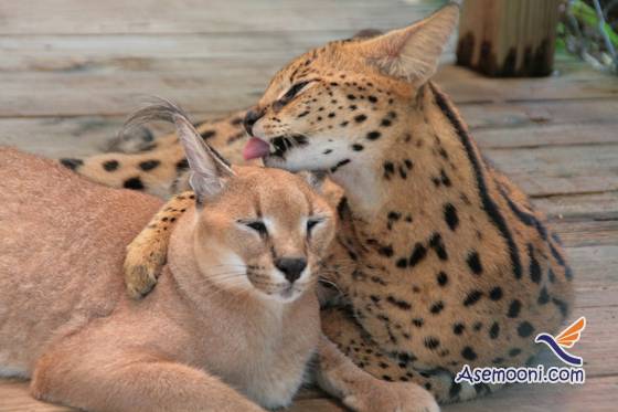 Serval and Caracal