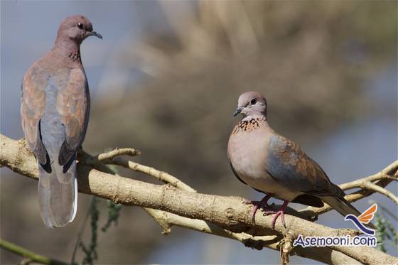 laughing-dove