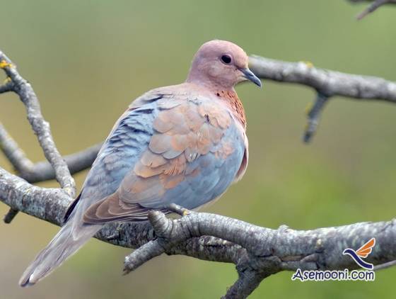 laughing-dove(1)