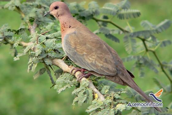 laughing-dove(2)