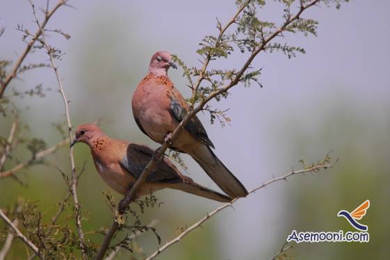 laughing-dove(3)