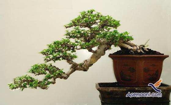 bonsai(2)