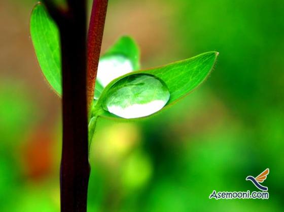 leaves-of-plants-photos(2)