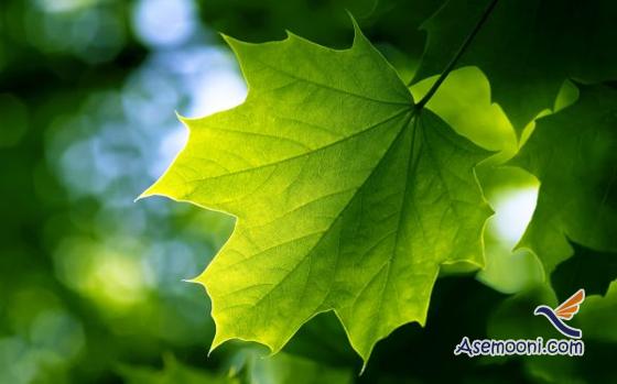 leaves-of-plants-photos(20)