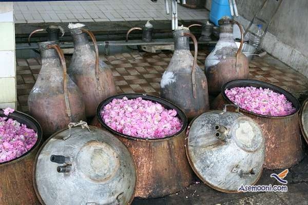 مراسم گلاب گیری در کاشان