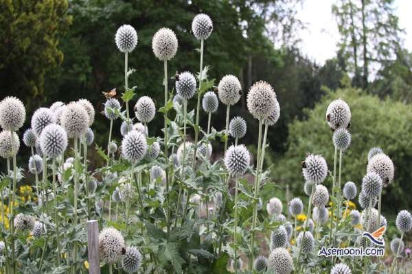 تاثیرات معجزه انگیز داروی گیاهی شکر تیغال