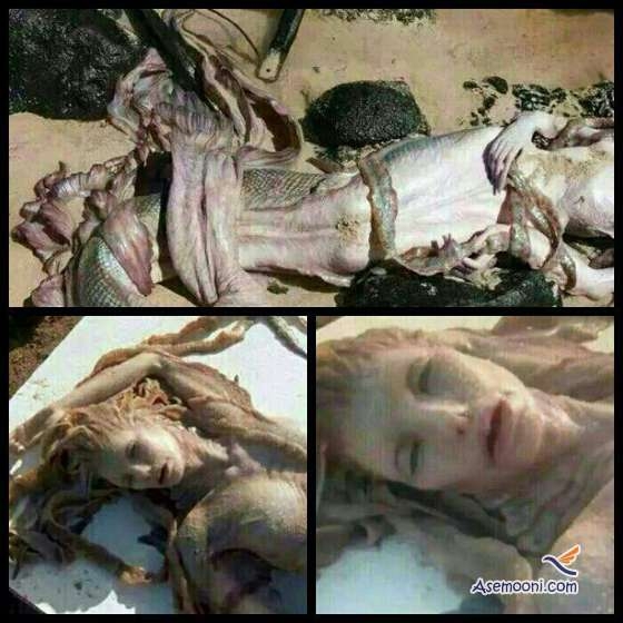 شایعه یک پری دریایی در بندر عباس