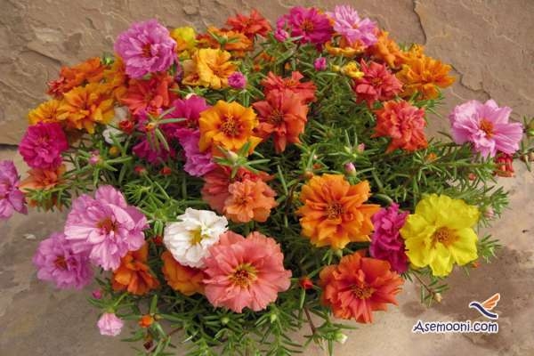 دوست داری در خانه گل داشته باشی؟
