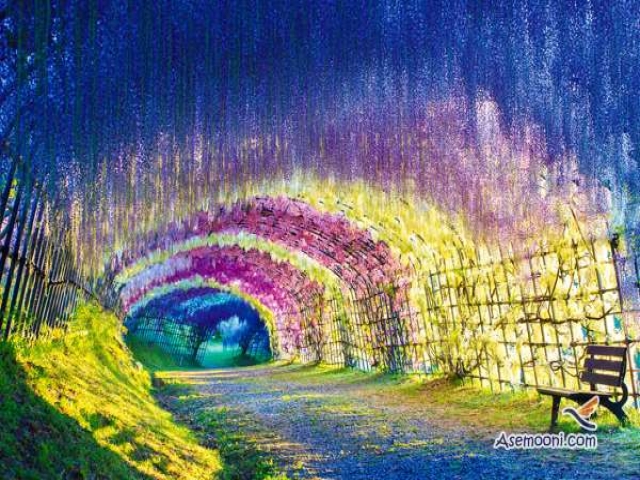 تونل رویایی و باور نکردنی پر از گل ویستریا در ژاپن