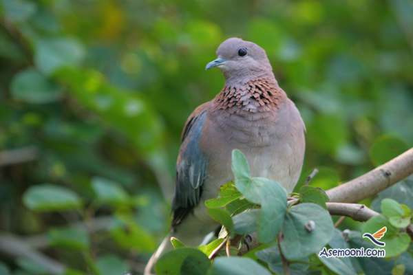 Laughing dove