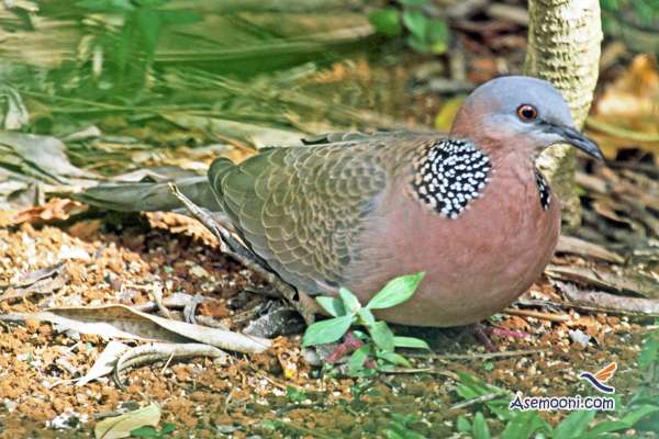 Laughing dove(1)