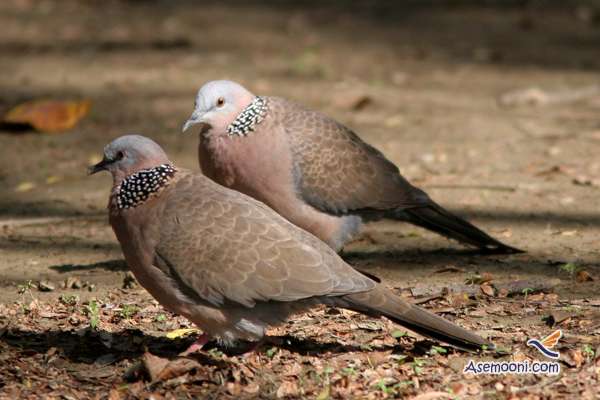 Laughing dove(6)