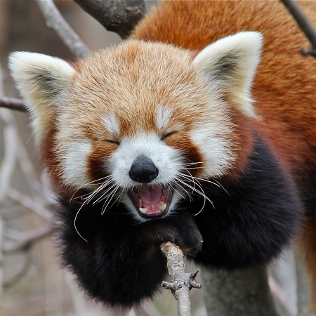 Red-Panda-Laugh