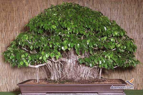 فیکوس بنجامین یک گیاه همیشه شاداب برای خانه