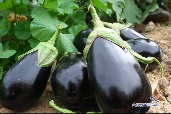 رژیم لاغری با آب بادمجان!