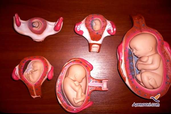 do-embryo-donation-non-religious(1)