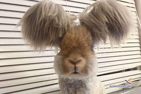 rabbit-with-ears-like-wings-of-angels