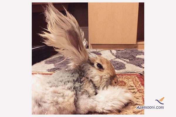 rabbit-with-ears-like-wings-of-angels(2)