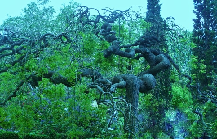 تصاویری از درختان عجیب