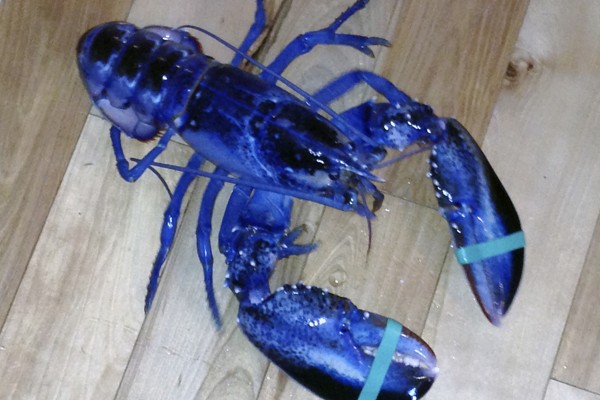 This Aug. 23, 2014, photo provided by Meghan LaPlante shows a blue lobster caught by her father Jay LaPlante off Pine Point in Scarborough, Maine Saturday. The crustacean is being donated to the Maine State Aquarium. (AP Photo/Meghan LaPlante)