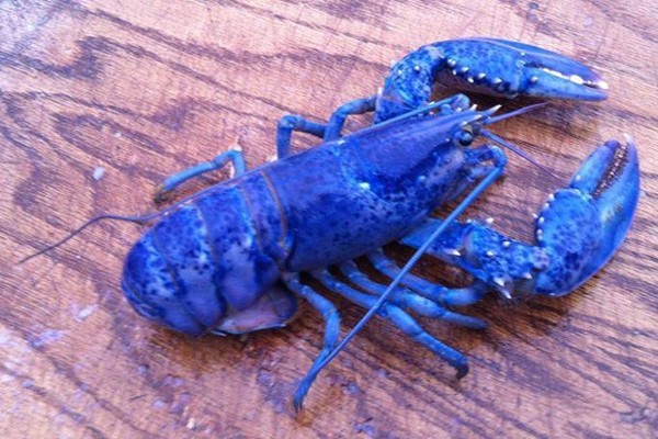 blue-lobster(3)