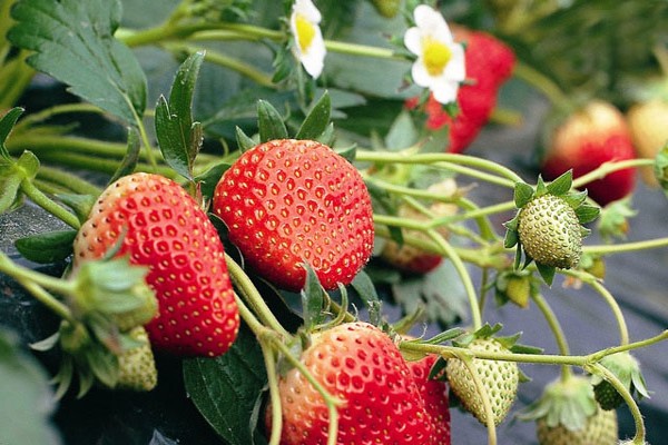 breeding-strawberries(2)
